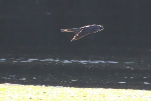 IMG_4798.jpg