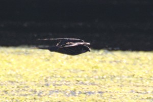 IMG_4797.jpg