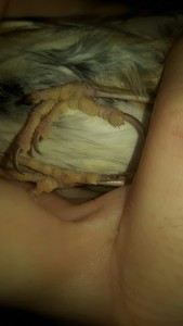 Queste sono prima dell'olio