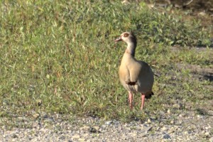 IMG_5299.jpg