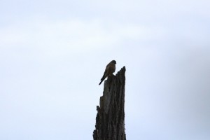 IMG_5489.jpg