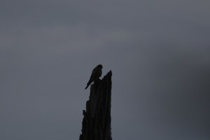 IMG_5488.jpg