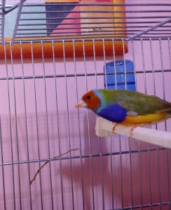 Presunta femmina