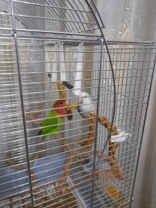 ecco i miei inseparabili il verde e la femmina il bianco maschio