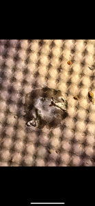 34952F26-ED5E-4462-B615-53F1F23A438D.png