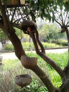 Guscio di cocco