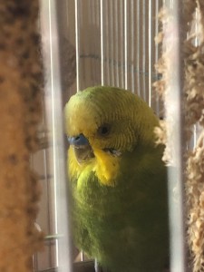 WhatsApp Image 2021-03-26 at 10.34.34.jpeg