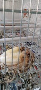 questi sono tutti e 4 nel nido poco prima che lo trovavo fuori
