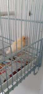 questo e il pullo che si e involato