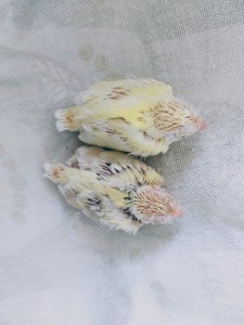 20210420_110306 (1).jpg