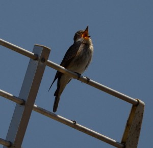 DSC_0185.JPG