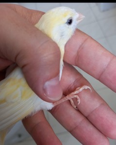 Canarino 1