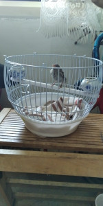 IMG-20210622-WA0007.jpeg