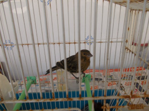 Pullo sano oggi 46 giorni