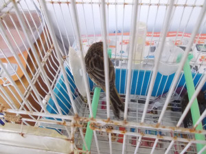 Pullo sano oggi 46 giorni