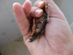 Pullo con zampetta mancante