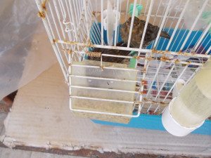 Pullo con zampetta mancante che becchetta i semini