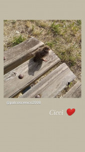 Ecco il passerotto