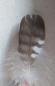 Penna1.jpg