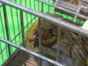 IMG20210825211958.jpg (413.5 KiB) Visto 1518 volte Giorno 1