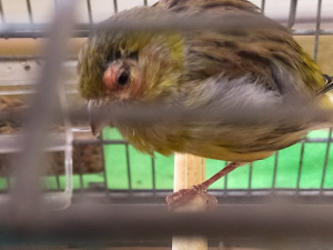 IMG20210826172405.jpg (381.19 KiB) Visto 1518 volte Giorno 2