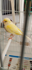 La mia Pulcina❤️