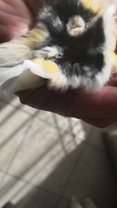 canarino 2_foto 2