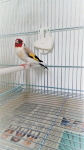 Maschio Agata portatore di Isabella