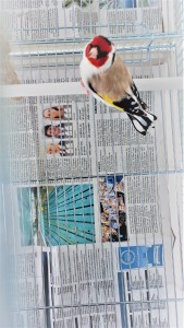 Maschio Agata portatore di Isabella