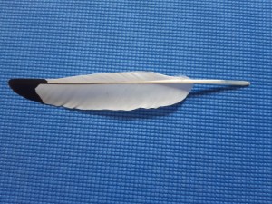 Penna.jpg