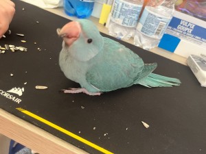 IMG_5026.jpg (371.15 KiB) Visto 1263 volte IMG_5026.jpg