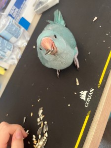 IMG_5025.jpg (194.55 KiB) Visto 1263 volte IMG_5025.jpg