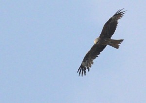 IMG_0428.jpg