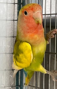 piccolo 2