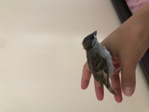 IMG_9547.jpg