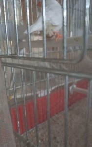 Screenshot_20230816-202827_Gallery (2).jpg