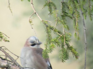 IMG_0526.JPG