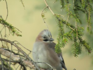 IMG_0527.JPG