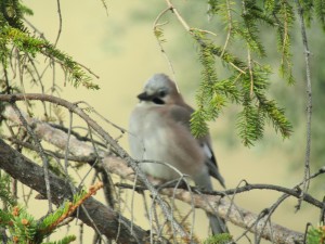 IMG_0528.JPG