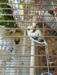 Quello piccolo è quello che sta vicino al papà sta mangiando l'altro a destra è un fratellino molto più grande