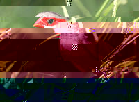 becco di corallo 2.jpg