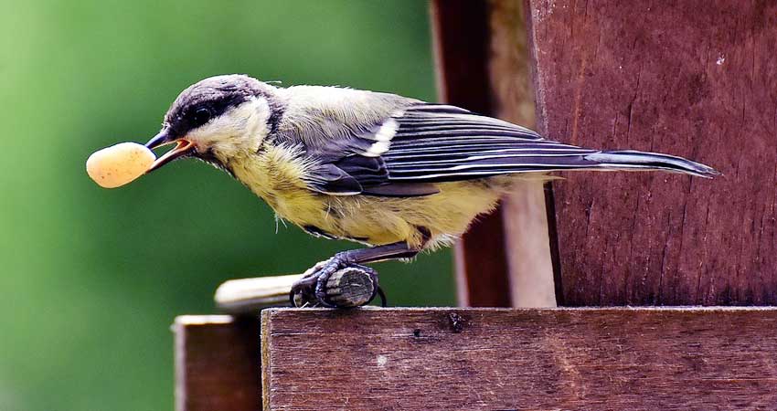 Raccolta fotografica di mangiatoie per uccelli selvatici